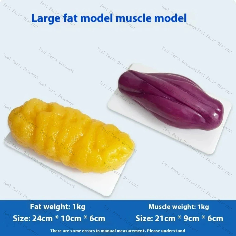 Human Muscle Replicas Weight L - Nutrition Fitness Center recension och pris