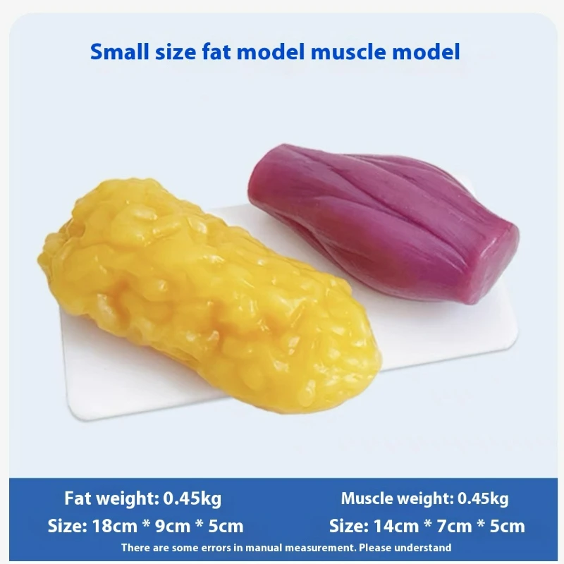Human Muscle and Fat Replicas  - Nutrition Fitness Center recension och pris